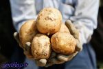 کاهش عرضه سیب زمینی ، گوجه فرنگی کیلویی ۱۵۰۰ تومان ارزان شد